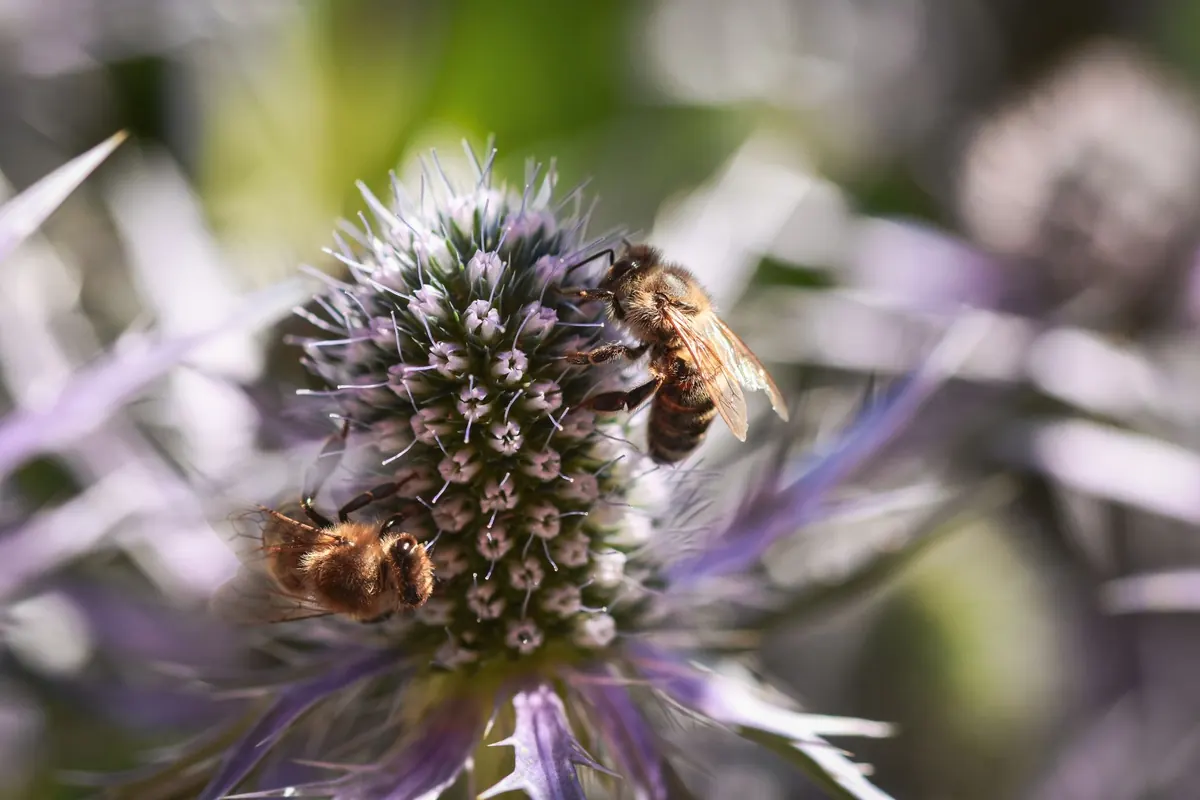 A Beginner's Guide to Growing Scottish Thistles in a Small Garden