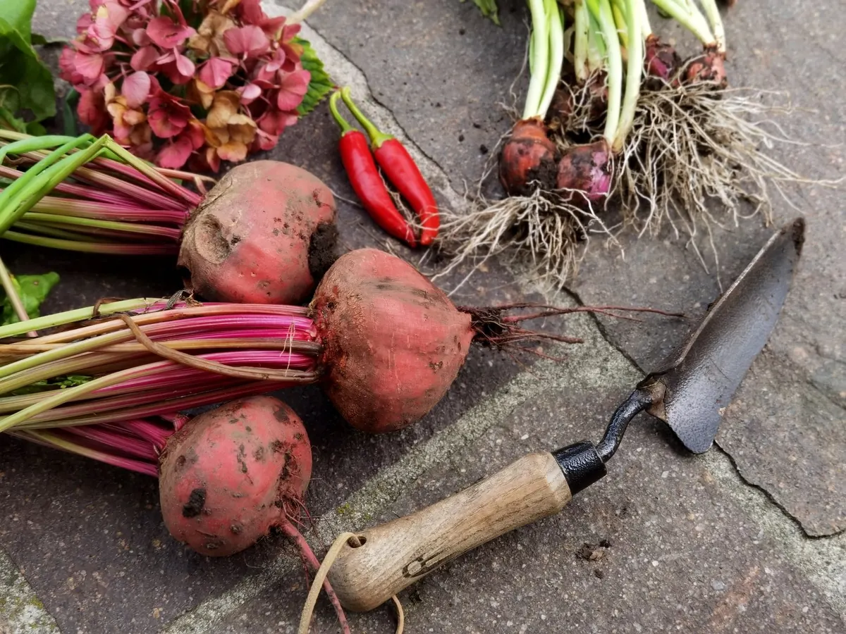 Autumn Garden Checklist for UK Homes: 12 Jobs Before First Frost