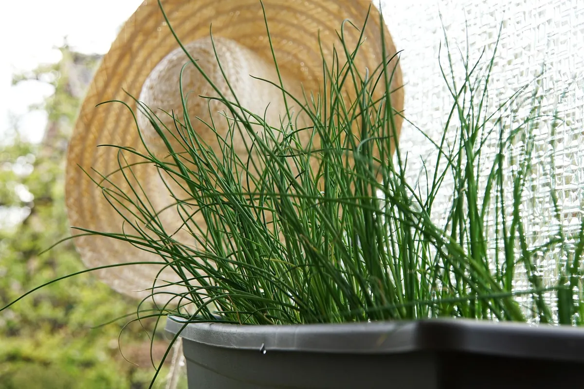 How to Build a Simple Window Herb Garden for a North-Facing Kitchen