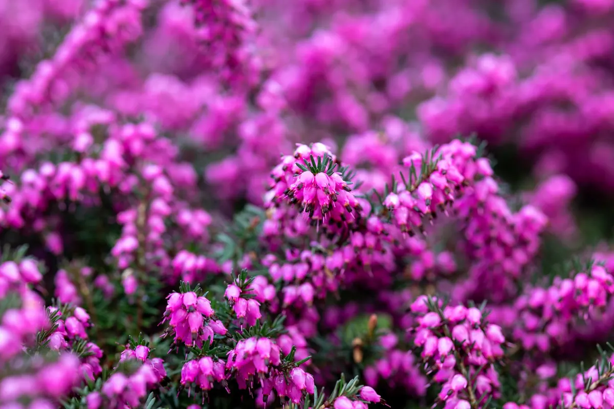 How to Create a Low-Maintenance Front Garden with Scottish Natives